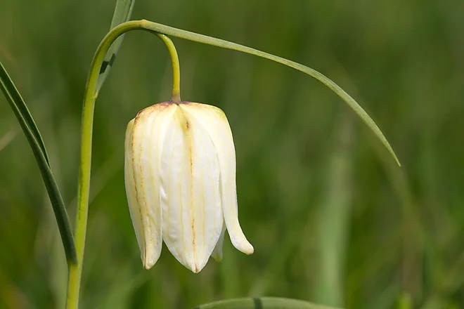 Chess Flower (Fritillaria meleagris)