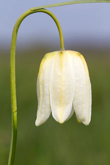 Chess Flower (Fritillaria meleagris)