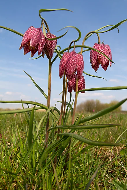 Chess Flower (Fritillaria meleagris)
