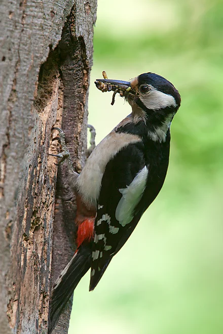 Great Spotted Woodpecker (Dendrocopos major)