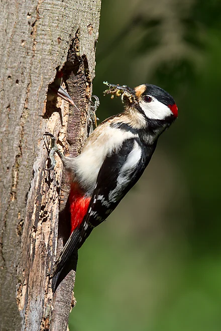 Great Spotted Woodpecker feeding young (Dendrocopos major)