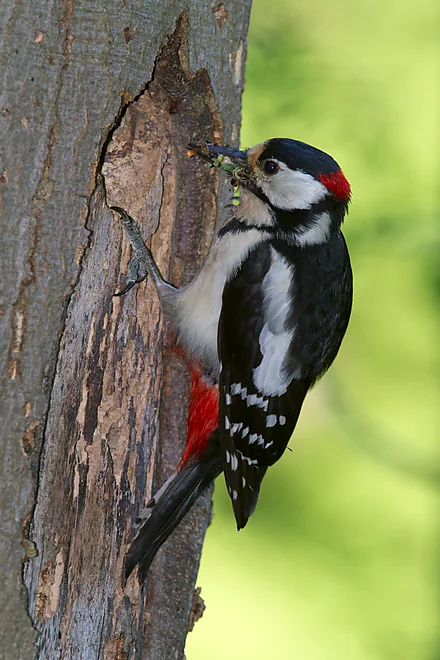 Great Spotted Woodpecker (Dendrocopos major)