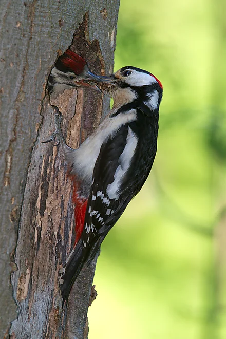 Great Spotted Woodpecker feeding young (Dendrocopos major)