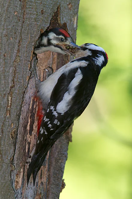 Great Spotted Woodpecker feeding young (Dendrocopos major)