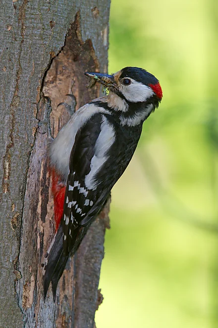 Great Spotted Woodpecker (Dendrocopos major)