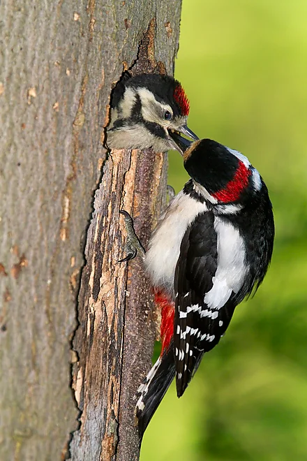 Great Spotted Woodpecker feeding young (Dendrocopos major)