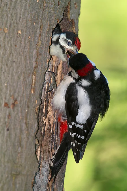 Great Spotted Woodpecker feeding young (Dendrocopos major)