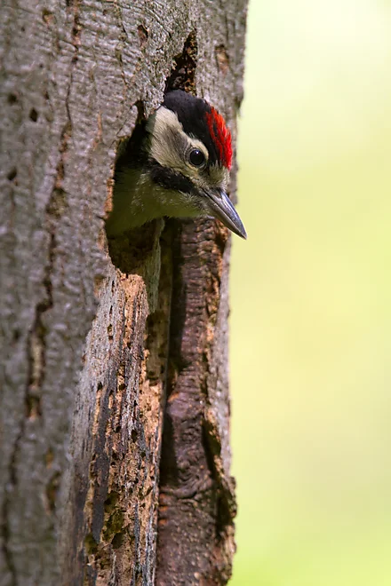 Young Great Spotted Woodpecker (Dendrocopos major)