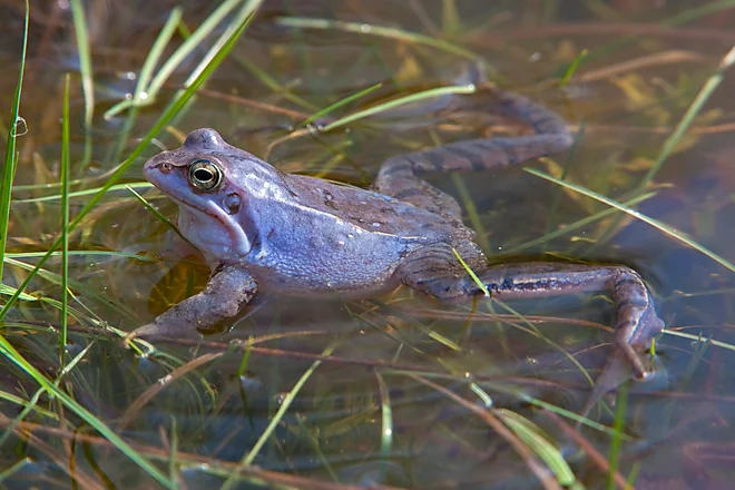 Moorfrosch (Rana arvalis)
