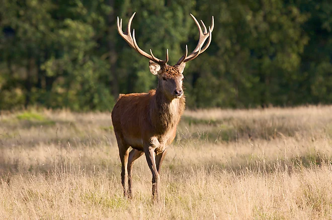 Rothirsch, Mecklenburg-Vorpommern (Cervus elaphus)