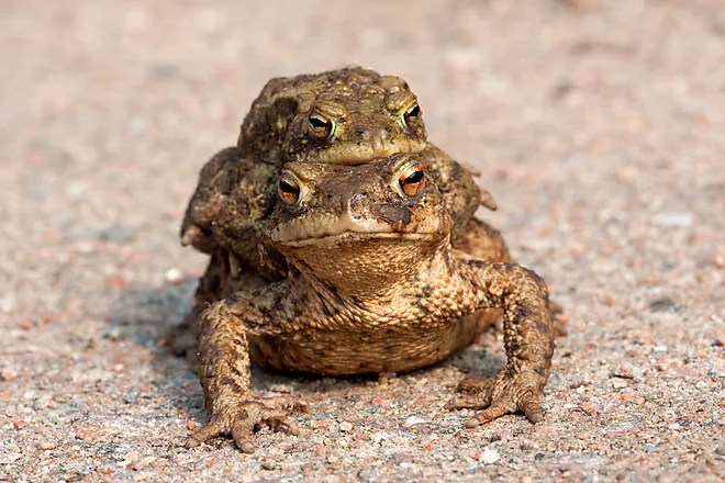 Krötenwanderung, Erdkröte (Bufo bufo)