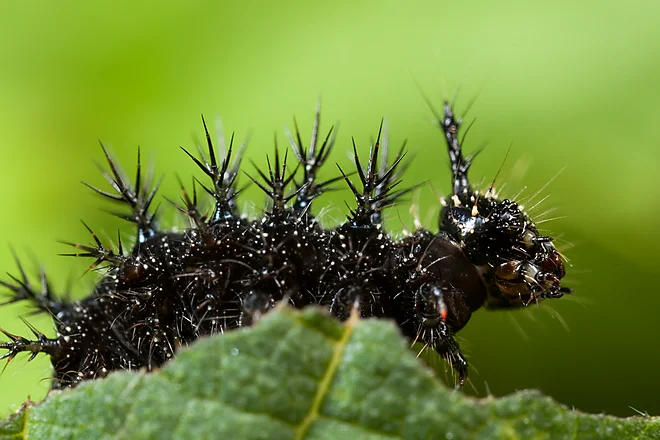 Raupe des Tagpfauenauges (Inachis io)