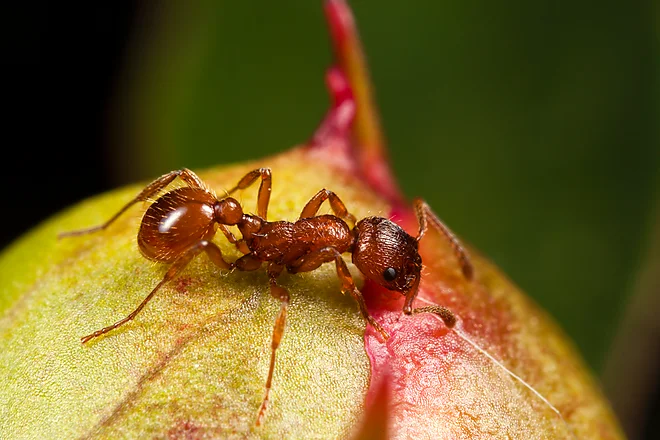Rote Gartenameise (Myrmica rubra)