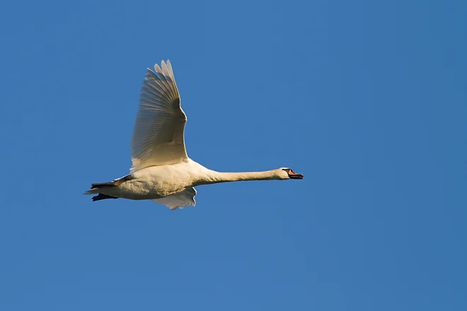 Mute Swan (Cygnus olor)