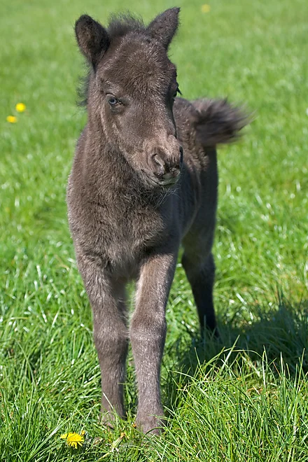 Shetlandpony foal
