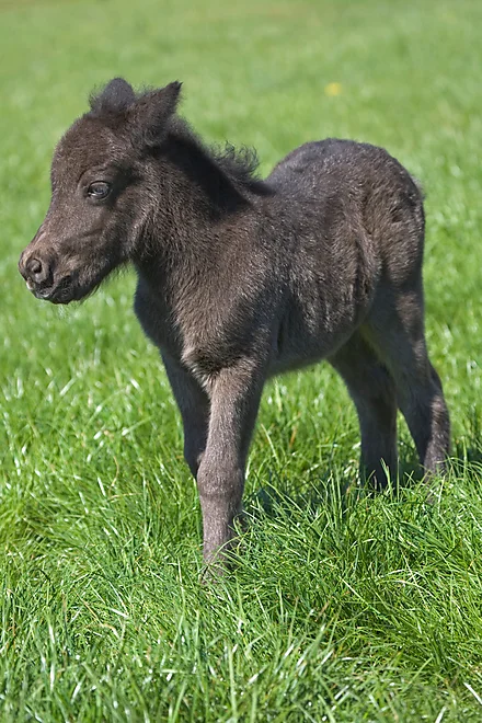 Shetlandpony foal