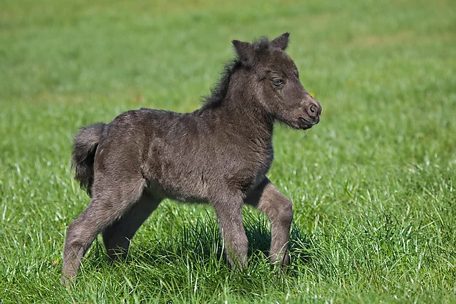 Shetlandpony foal