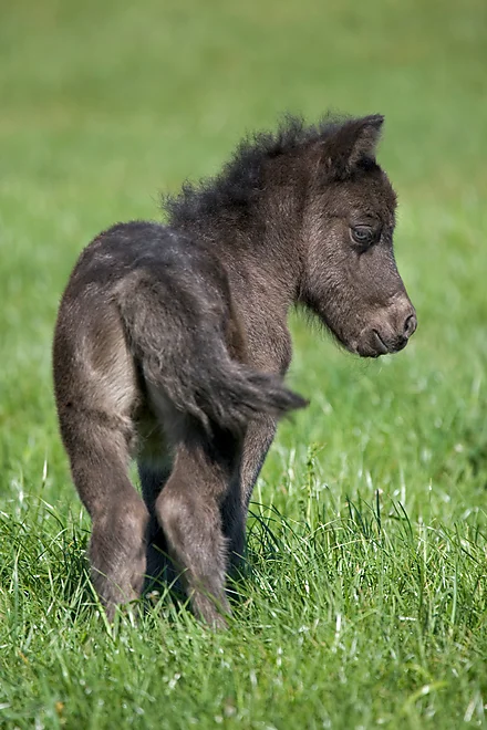 Shetlandpony foal