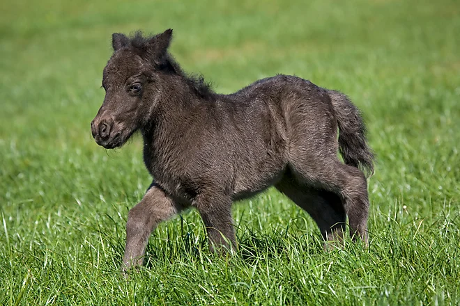 Shetlandpony foal