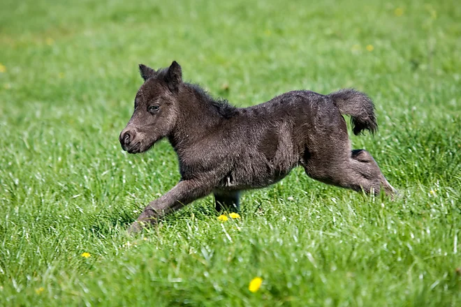 Shetlandpony foal
