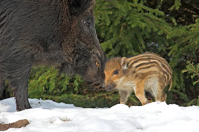 Wild Boar (Sus scrofa)