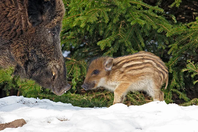 Wild Boar (Sus scrofa)