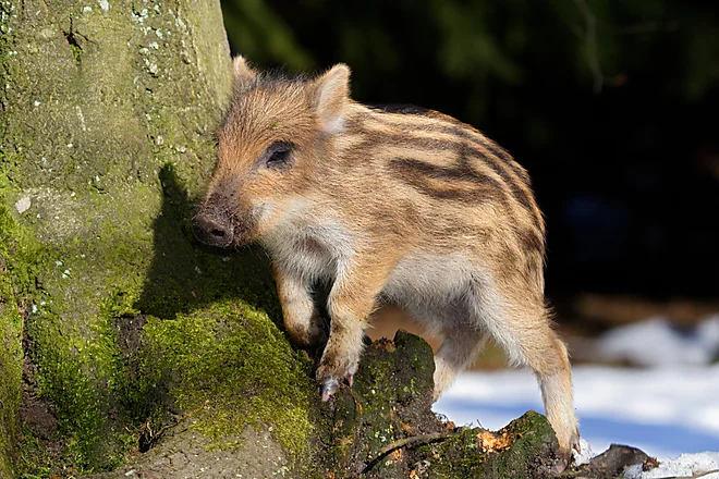 Wild Boar (Sus scrofa)