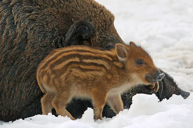 Wild Boar (Sus scrofa)