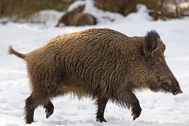 Wild Boar (Sus scrofa)