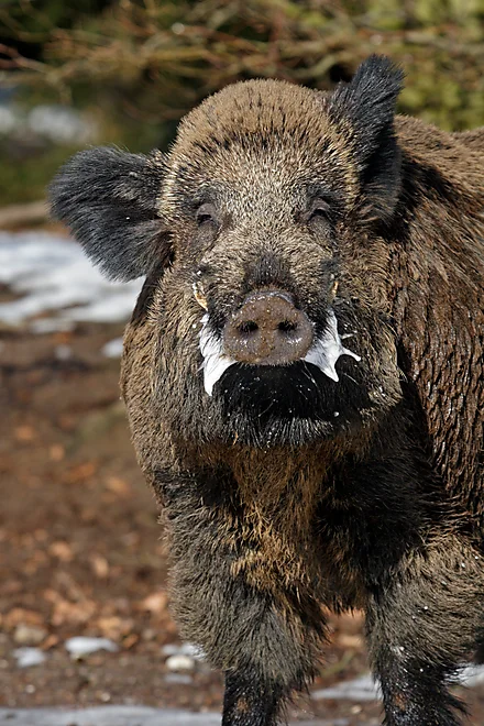 Wild Boar (Sus scrofa)