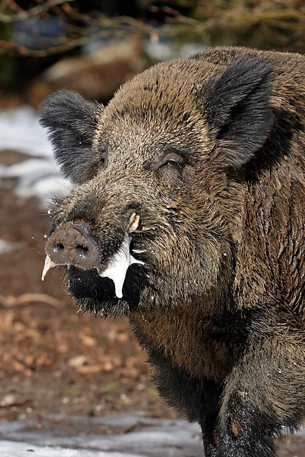 Keiler in der Rauschzeit, Wildschwein (Sus scrofa)