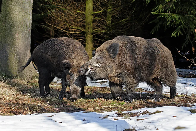 Wild Boar (Sus scrofa)