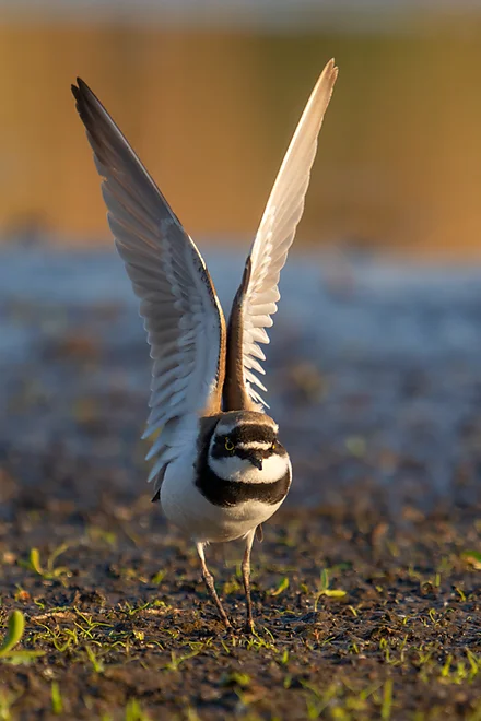 Little ringed plover (Charadrius dubius)