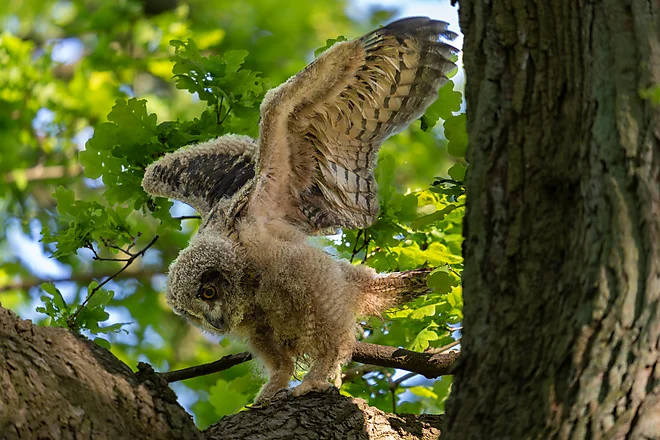 Junger Uhu (Bubo bubo)