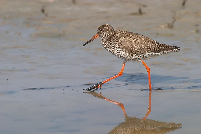 Rotschenkel (Tringa totanus)