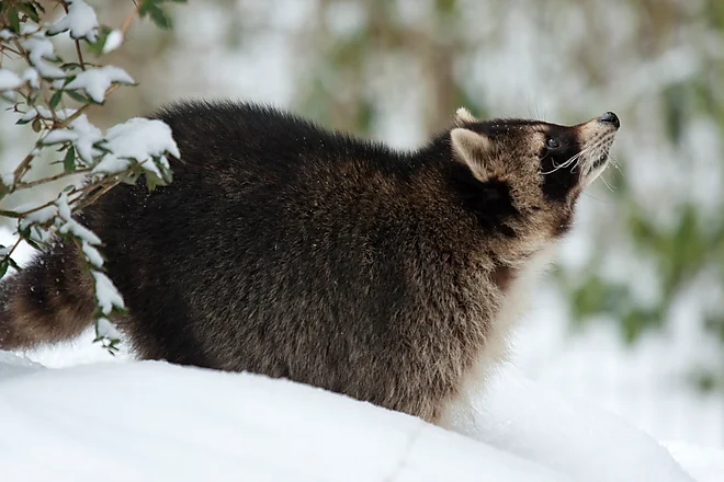 Raccoon (Procyon lotor)
