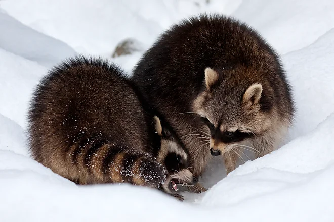 Raccoon (Procyon lotor)