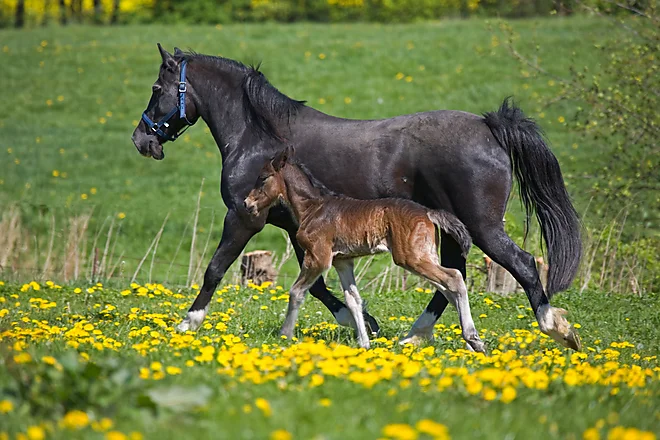 Welshcob Stute Fohlen