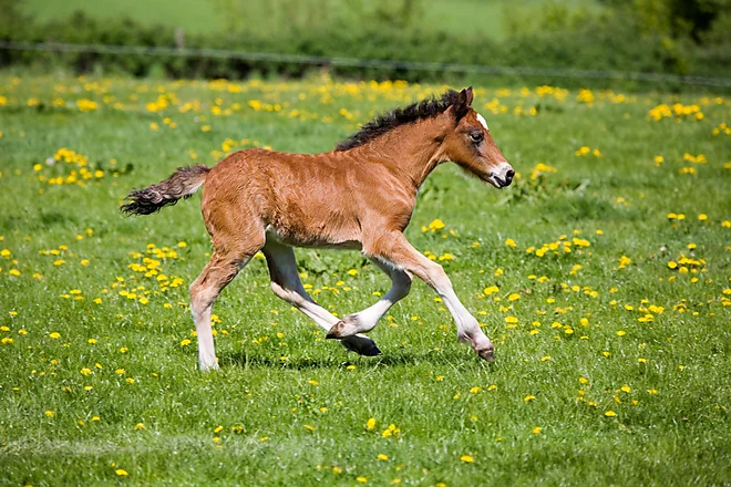 Welshcob Fohlen