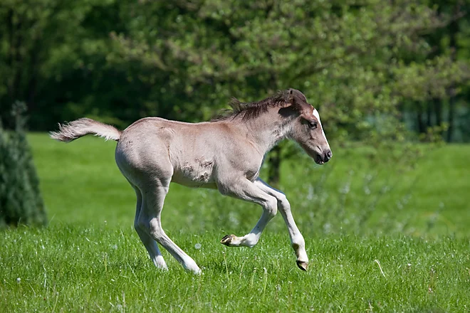 Welsh Cob Fohlen