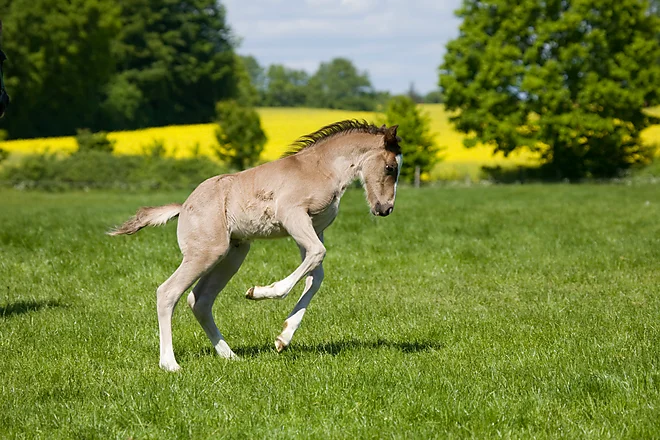 Welsh Cob Fohlen