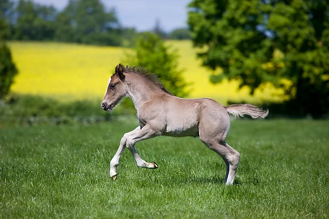 Welsh Cob Fohlen