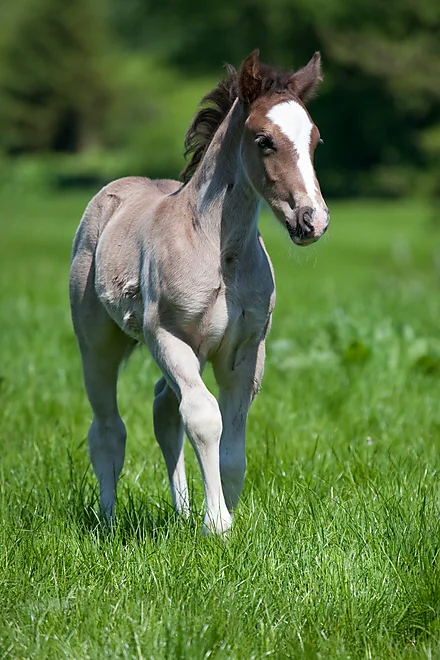 Welsh Cob Fohlen