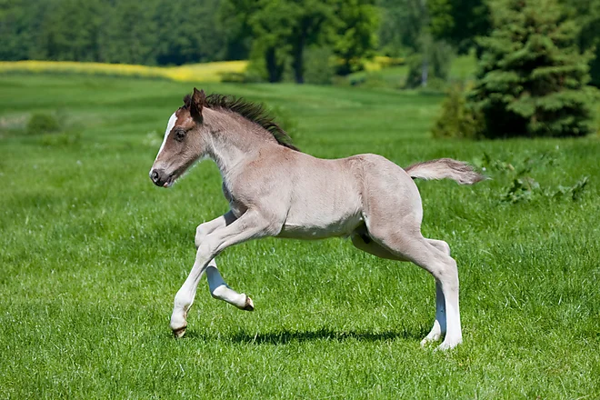 Welsh Cob Fohlen
