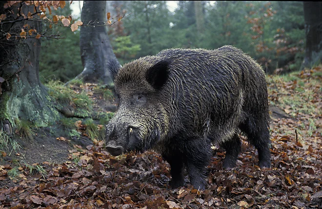 Wild Boar (Sus scrofa)