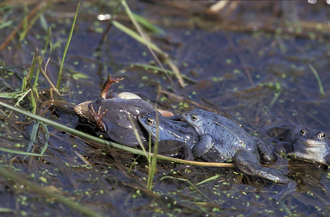 Moorfrösche (Rana arvalis)