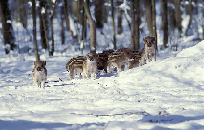 Wild boars (Sus scrofa)
