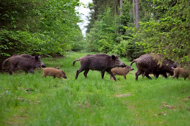 Flock of wild boars