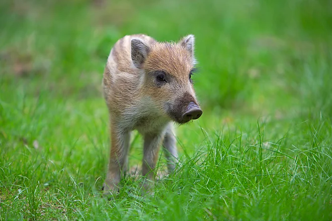Wild boar shoat (Sus scrofa)