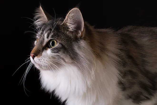 Young Norwegian Forest Cat